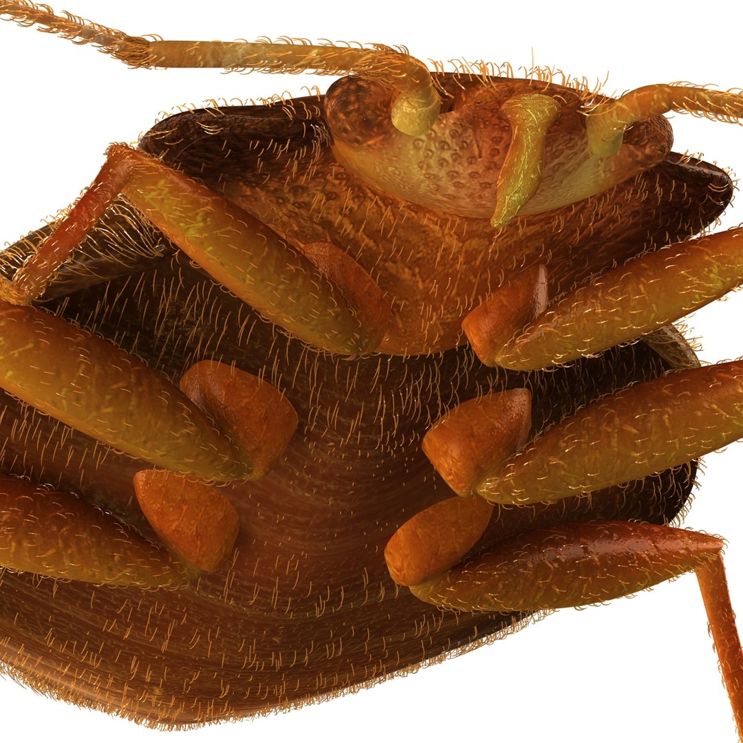3d model of bed bug https://p.turbosquid.com/ts-thumb/sc/IVKRSc/MZn6FU4L/bedbug_18/jpg/1385991892/1920x1080/fit_q87/dae81bfa037b62f0c2b7c9162d7d6d223a50a7a3/bedbug_18.jpg