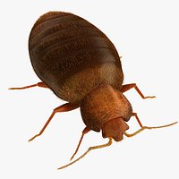 Bed Bug
