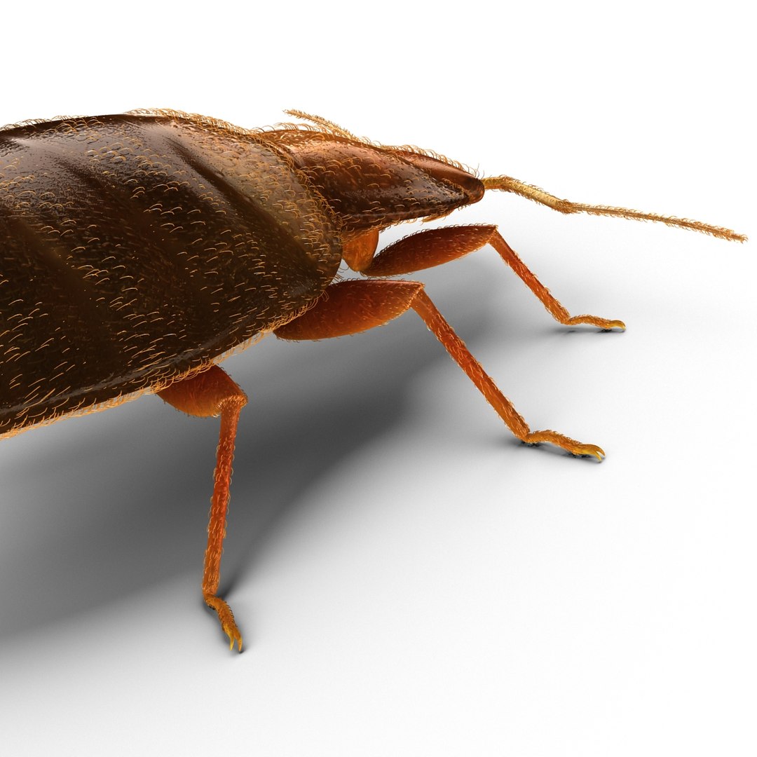 3d model of bed bug https://p.turbosquid.com/ts-thumb/sc/IVKRSc/YK7mQEmX/bedbug_16/jpg/1385991883/1920x1080/fit_q87/57f5afc1500d09f4a10fea2eee6aaf36d14dec74/bedbug_16.jpg