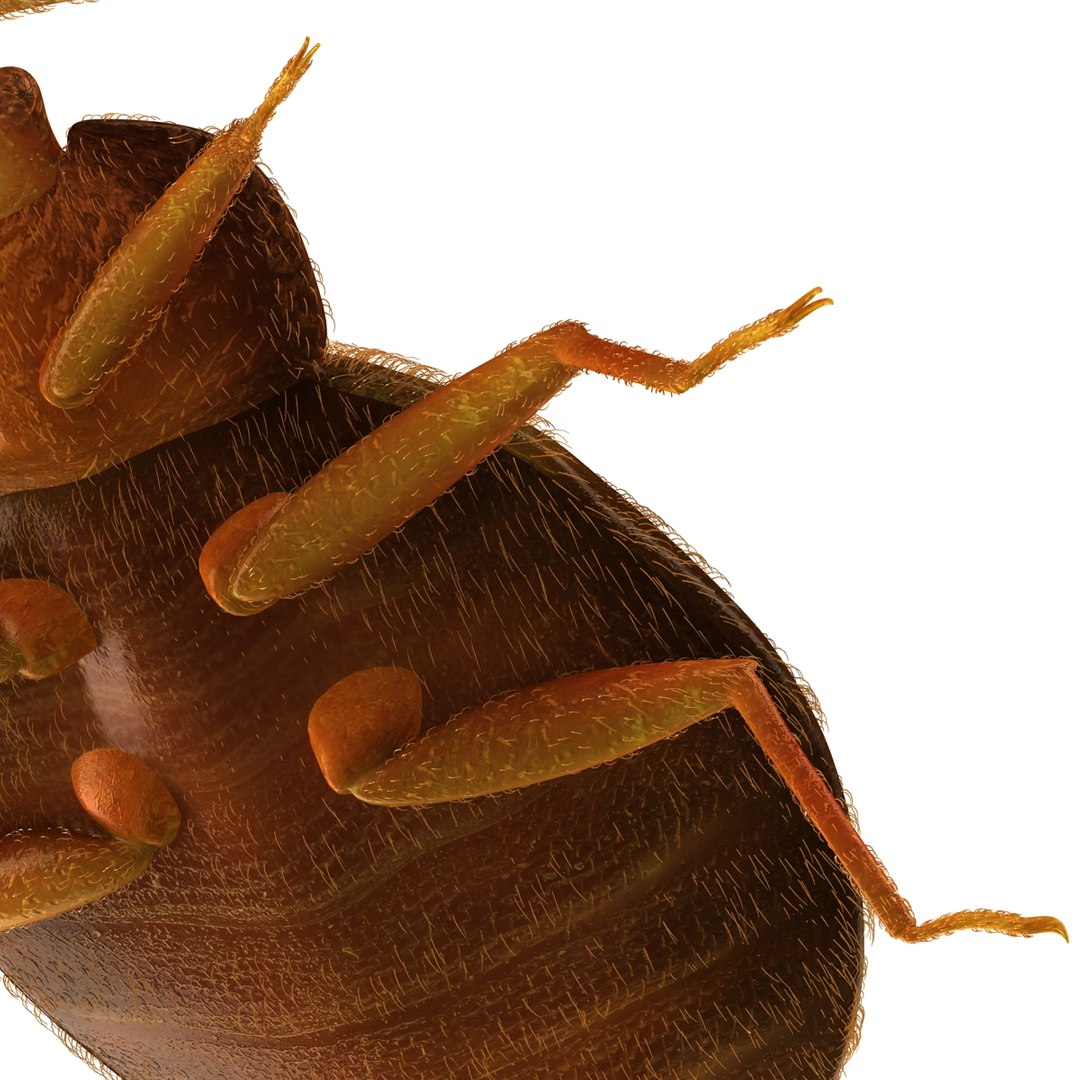 3d model of bed bug https://p.turbosquid.com/ts-thumb/sc/IVKRSc/eeuRB0J3/bedbug_21/jpg/1385991904/1920x1080/fit_q87/acb7b513633eb0dce99a260dfe027adfeb9e653b/bedbug_21.jpg