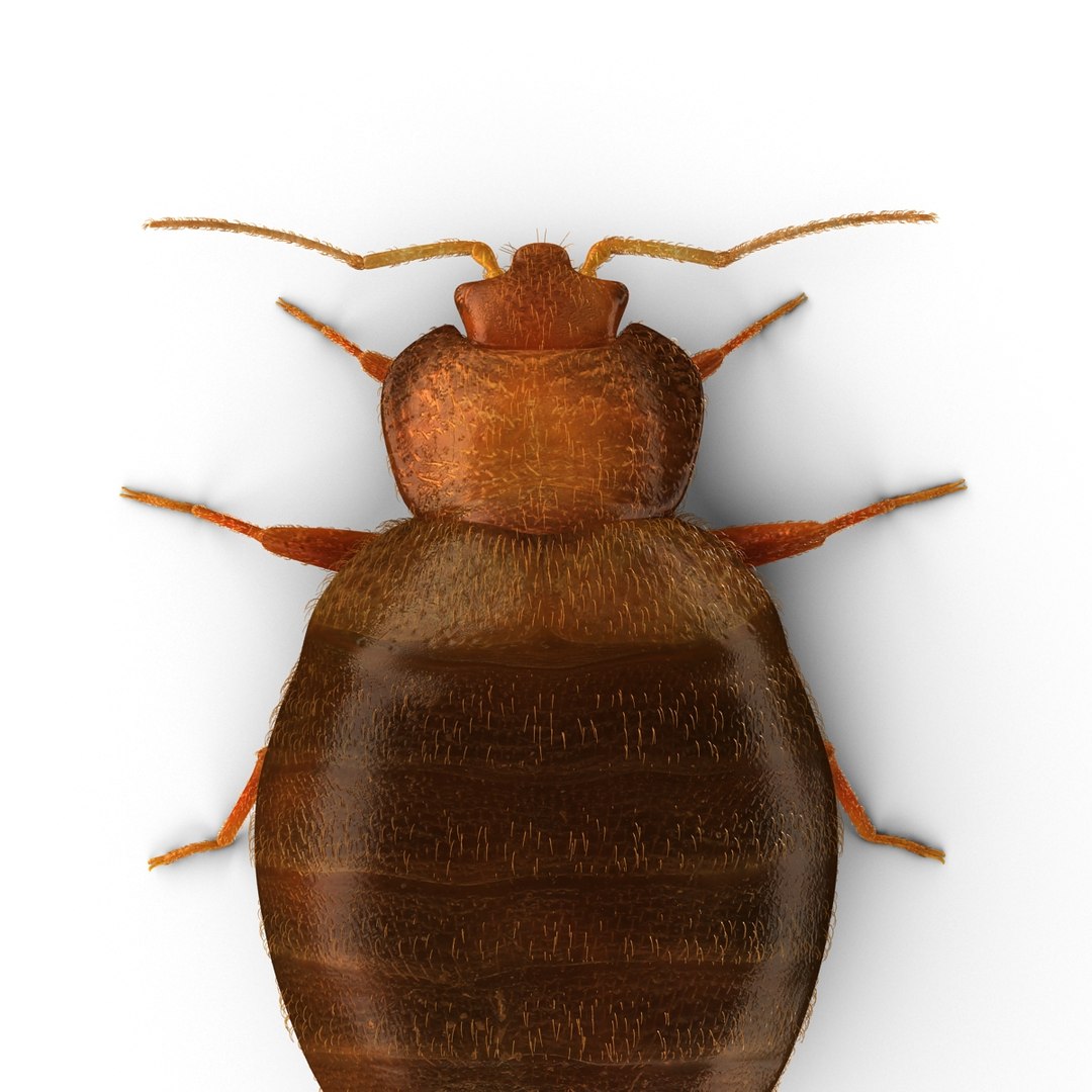 3d model of bed bug https://p.turbosquid.com/ts-thumb/sc/IVKRSc/flT8YlVT/bedbug_15/jpg/1385991877/1920x1080/fit_q87/e4ca603e9b6d9a4ca4972a58e9d3b412cc54b1ef/bedbug_15.jpg
