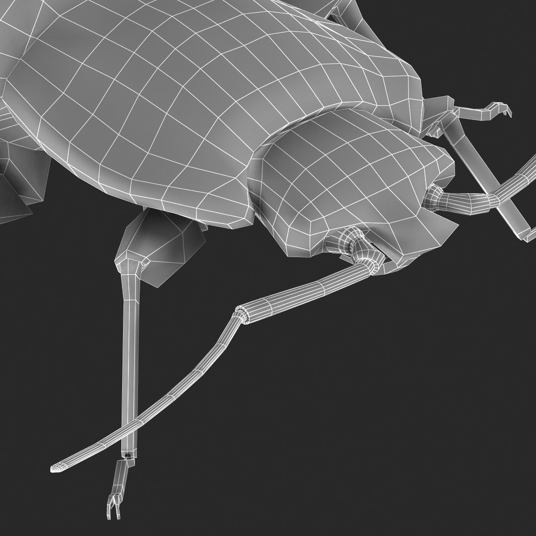 3d model of bed bug https://p.turbosquid.com/ts-thumb/sc/IVKRSc/qL3JbF53/bedbug_33/jpg/1385991941/1920x1080/fit_q87/28af3988b11d9ceb3f8b3d146b74dd472224e310/bedbug_33.jpg