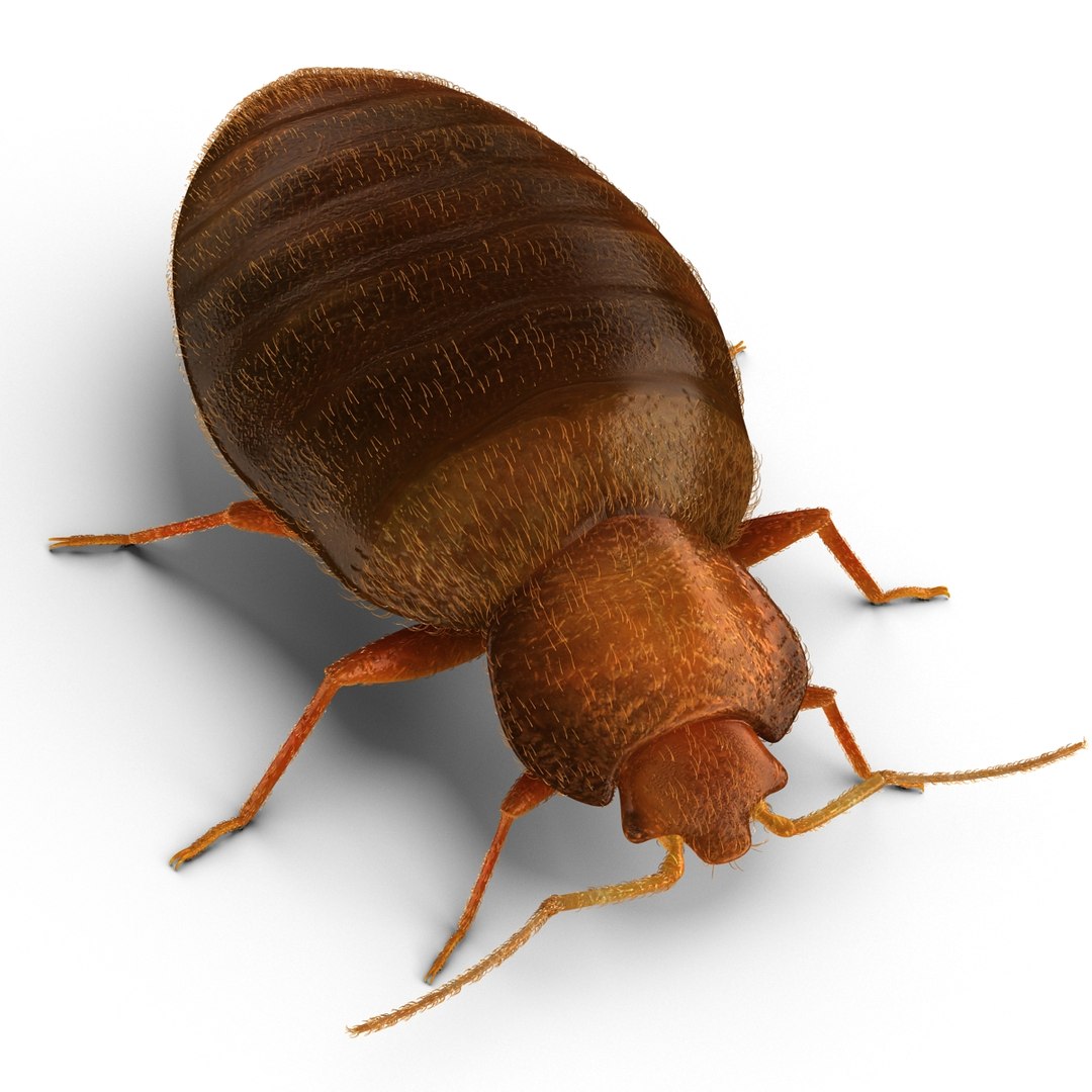 3d model of bed bug https://p.turbosquid.com/ts-thumb/sc/IVKRSc/sJWaosVh/bedbug_8/jpg/1385991854/1920x1080/fit_q87/d235408e72b932c58493e02b1a5e24bde228ed88/bedbug_8.jpg