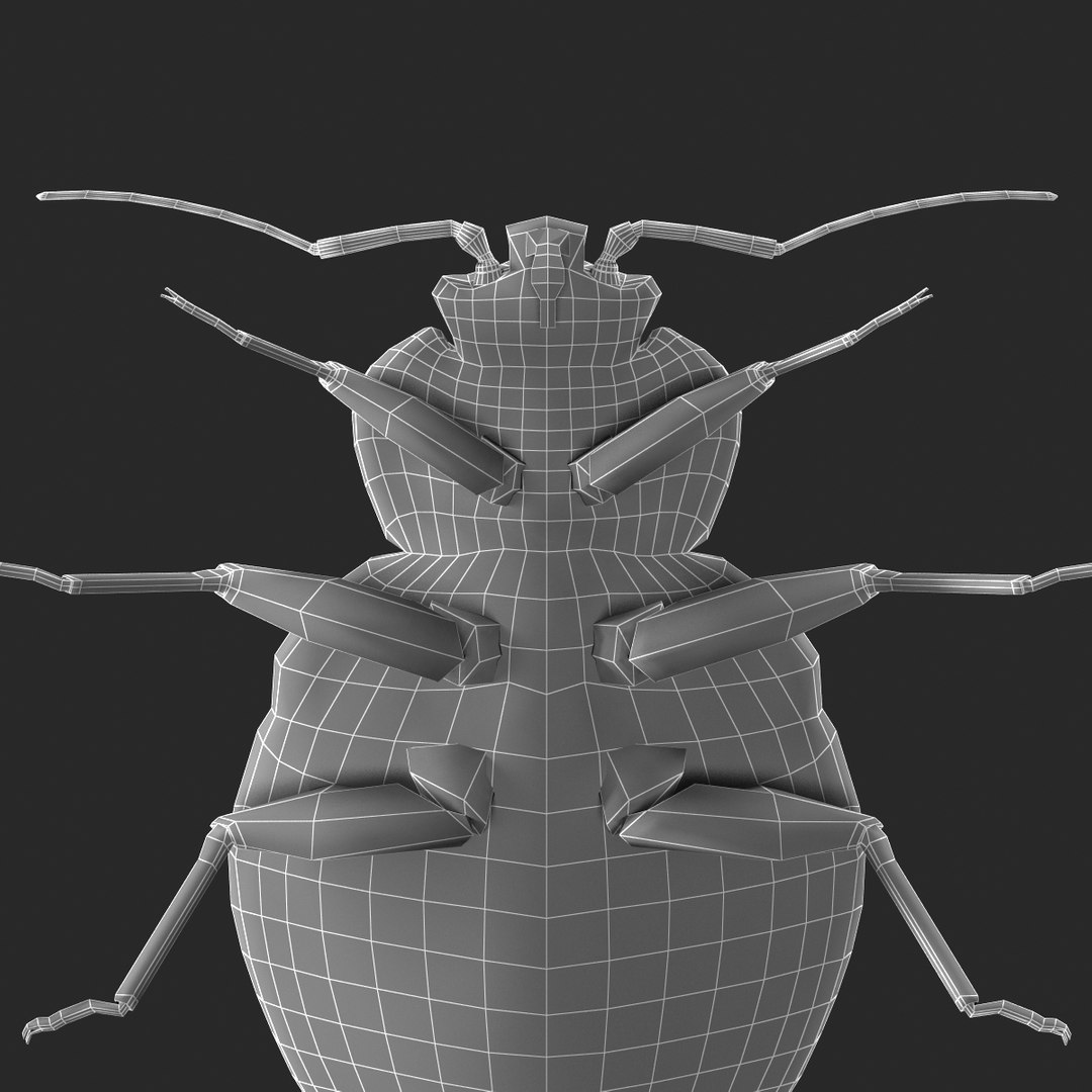 3d model of bed bug https://p.turbosquid.com/ts-thumb/sc/IVKRSc/tM6mn16N/bedbug_28/jpg/1385991923/1920x1080/fit_q87/944ab4902ea3b8a92c4ed817195de248a242bd87/bedbug_28.jpg