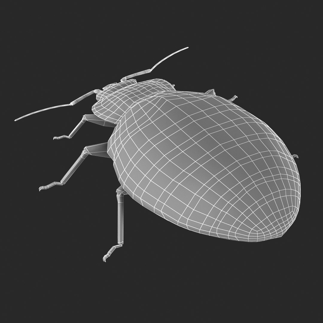 3d model of bed bug https://p.turbosquid.com/ts-thumb/sc/IVKRSc/vqgOHjX5/bedbug_26/jpg/1385991917/1920x1080/fit_q87/7111cc261aa89dc53c9ca27ac00588f0a970b24c/bedbug_26.jpg