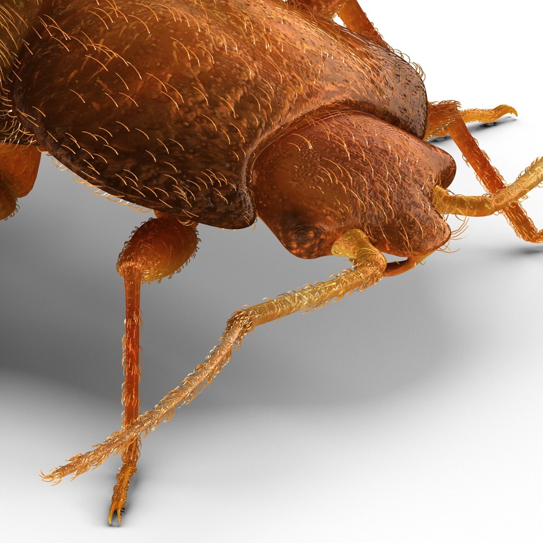 3d model of bed bug https://p.turbosquid.com/ts-thumb/sc/IVKRSc/w4LAiUWe/bedbug_19/jpg/1385991896/1920x1080/fit_q87/bfce888e3ef07db100fe34792bad8e619650cfc3/bedbug_19.jpg