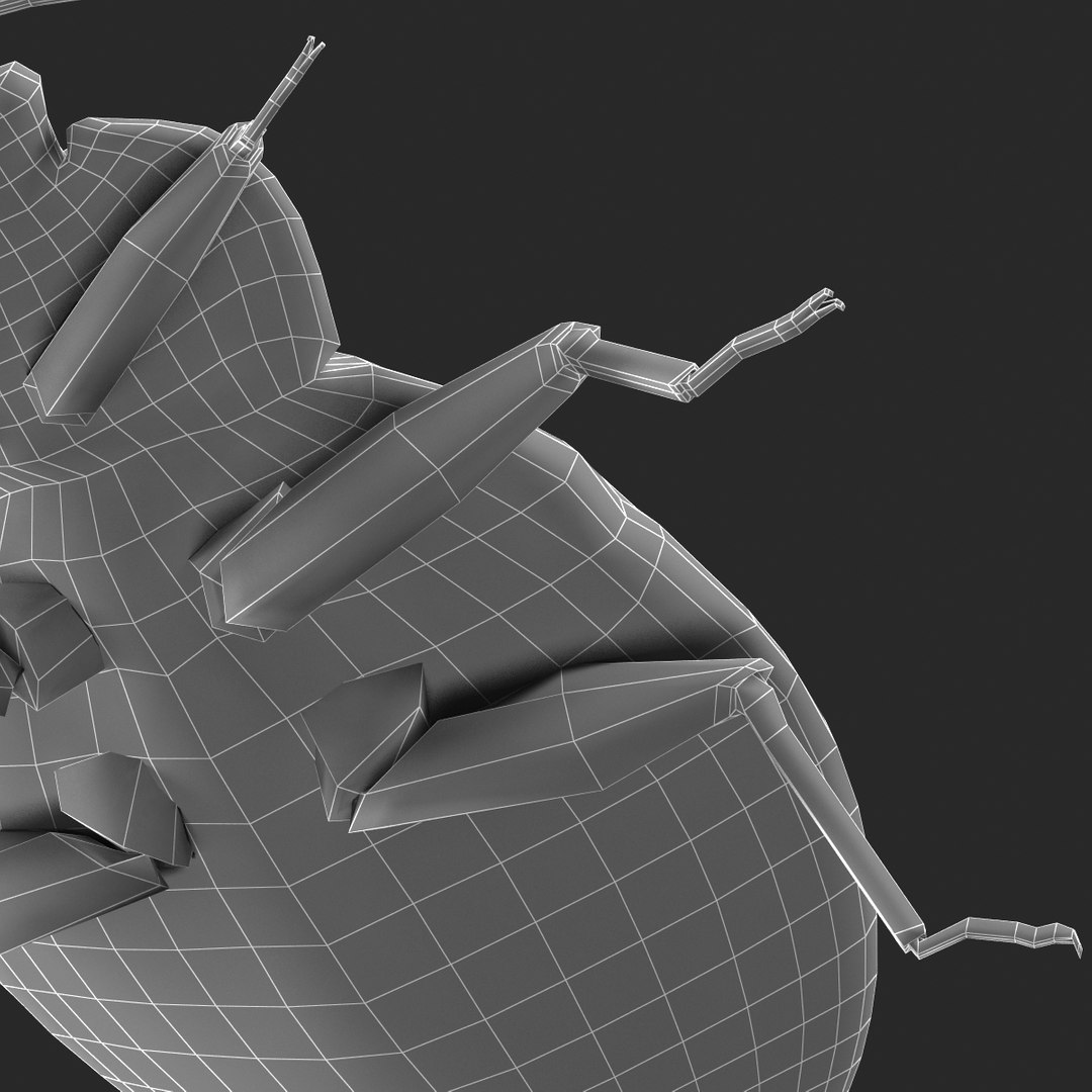 3d model of bed bug https://p.turbosquid.com/ts-thumb/sc/IVKRSc/yVOzaXtR/bedbug_35/jpg/1385991946/1920x1080/fit_q87/82d78455aa8fe60fdd97443702d94822214b9f30/bedbug_35.jpg