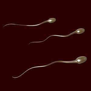 sperm cells 3d model