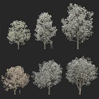 Pyrus calleryana 3D model