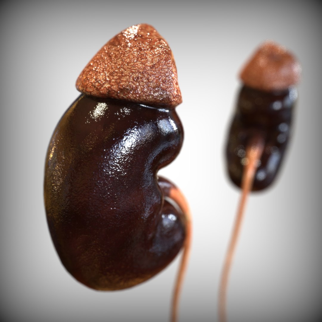 male reproductive urinary systems 3D model https://p.turbosquid.com/ts-thumb/sc/Ti4TGT/IbLfm5a3/right_view/jpg/1583704911/1920x1080/fit_q87/af993fd216b0112760cf59e91bec18761755b9fd/right_view.jpg