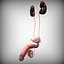 Male Urinary system