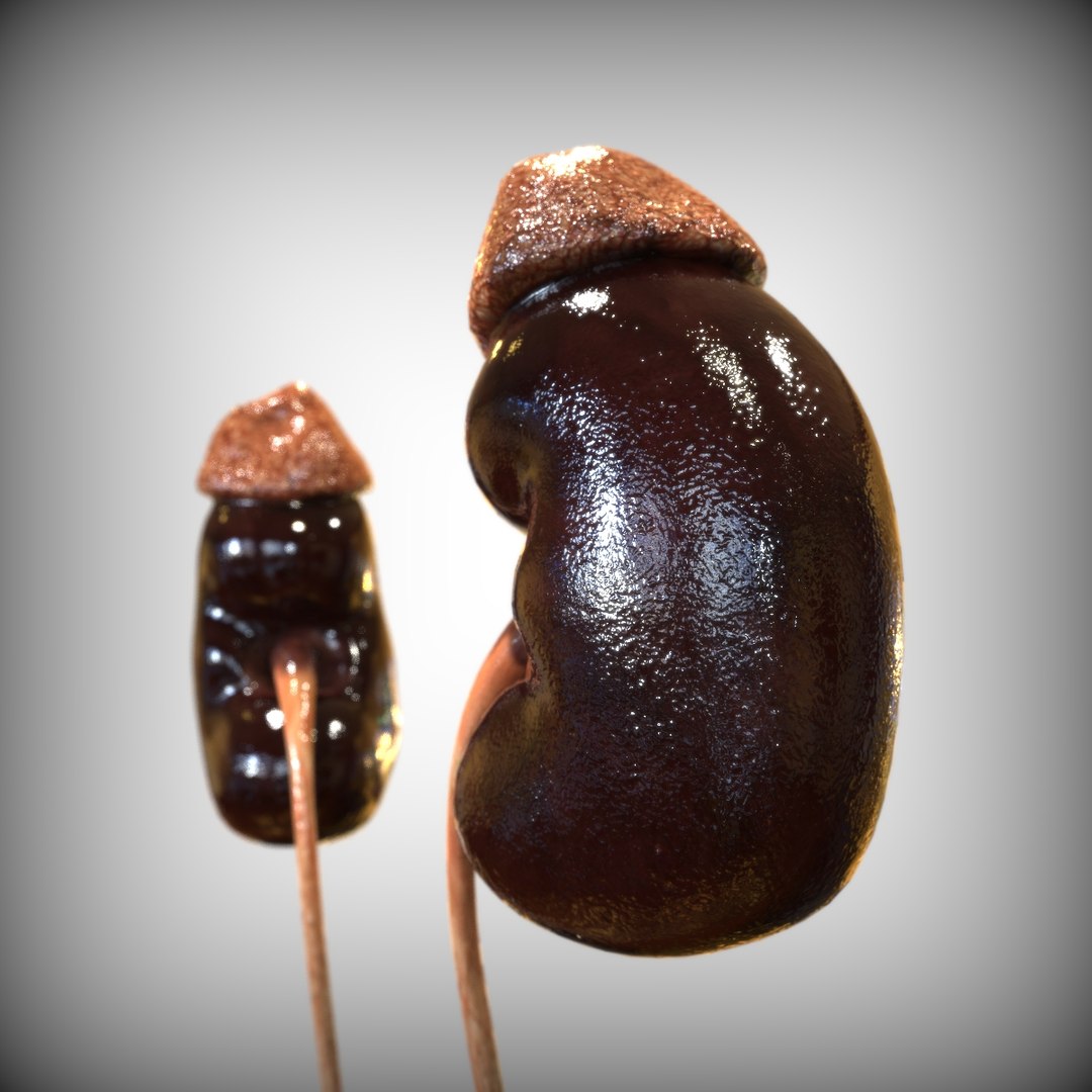 male reproductive urinary systems 3D model https://p.turbosquid.com/ts-thumb/sc/Ti4TGT/MUxUu7N5/left_view/jpg/1583704911/1920x1080/fit_q87/5e22ac3f0dfc2ba19972191bec940b14caa4722a/left_view.jpg