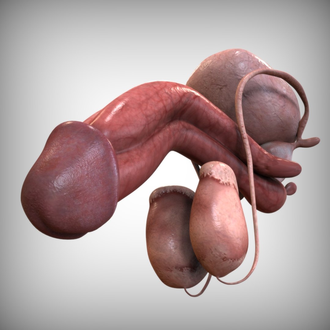 male reproductive urinary systems 3D model https://p.turbosquid.com/ts-thumb/sc/Ti4TGT/eaOJfgdC/bottom_view/jpg/1583704911/1920x1080/fit_q87/be214d48544e7d0e7aae225e5fb33dc69ef3ed4a/bottom_view.jpg