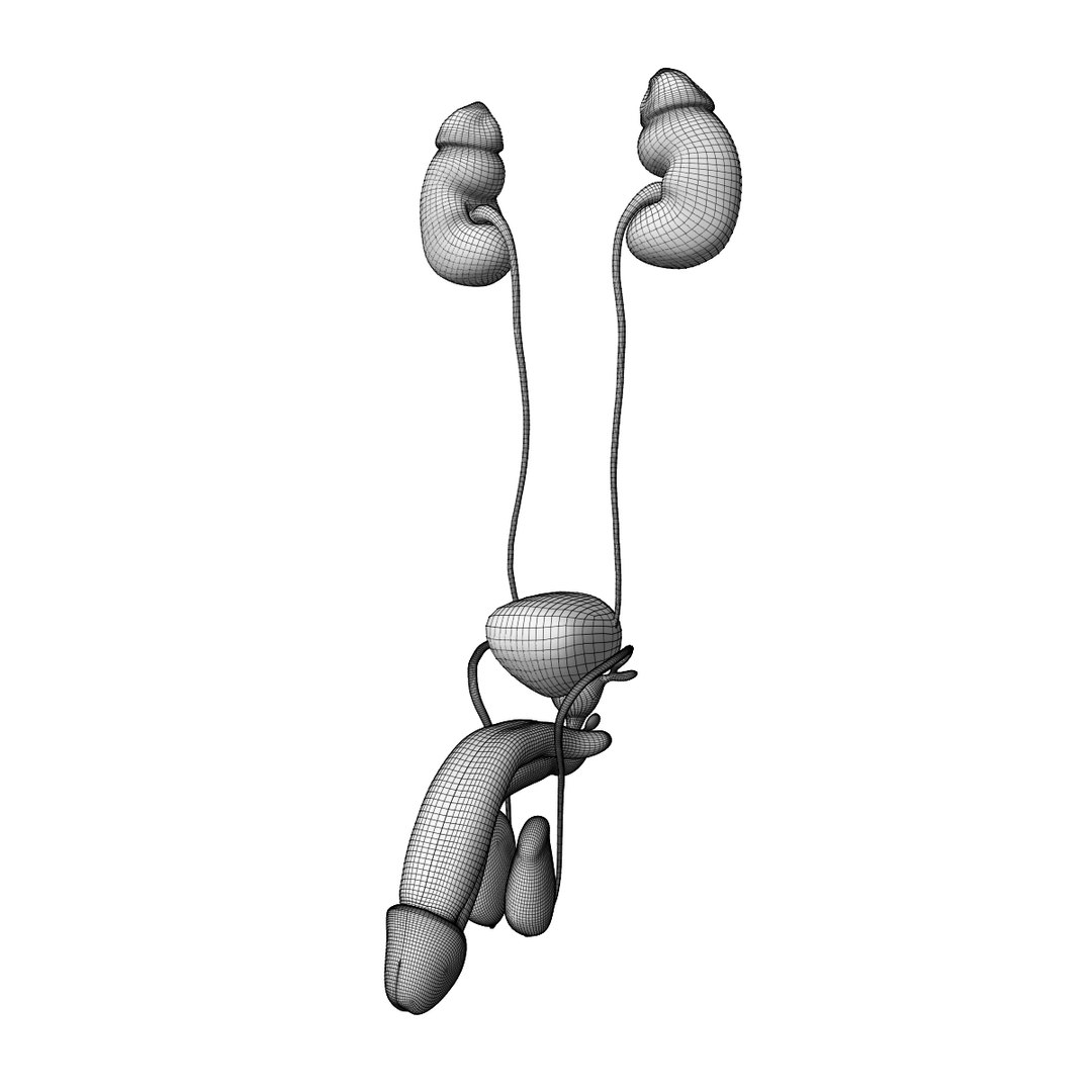 male reproductive urinary systems 3D model https://p.turbosquid.com/ts-thumb/sc/Ti4TGT/jgga6DCE/wire4/jpg/1583704911/1920x1080/fit_q87/9e72d045c2eeb44d75d6b62f1aa989c87c0807d1/wire4.jpg