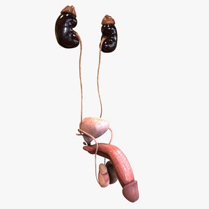 Male Urinary system