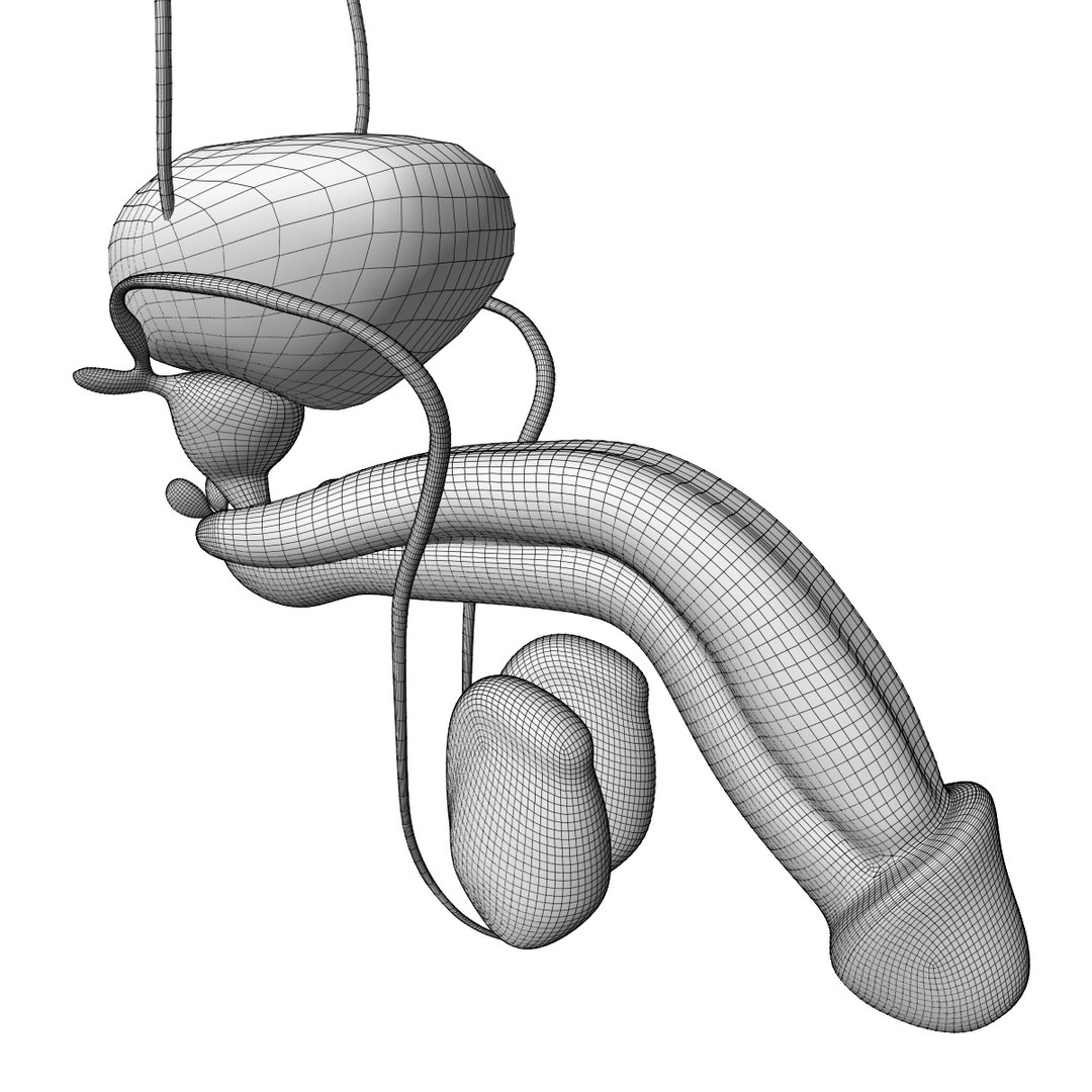 male reproductive urinary systems 3D model https://p.turbosquid.com/ts-thumb/sc/Ti4TGT/urmYHlJP/wire2/jpg/1583704911/1920x1080/fit_q87/cf5db1acf2a54b7c1cde462d05274c002f8427df/wire2.jpg