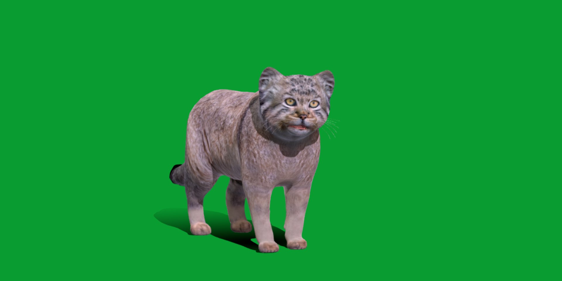 Pallas Manul Cat model https://p.turbosquid.com/ts-thumb/sc/Ypj83i/0v/manul_pallas_cat_breed/png/1733642588/1920x1080/fit_q87/5e7721ae9471c4c2d98c2366d9682c92daccbb9e/manul_pallas_cat_breed.jpg