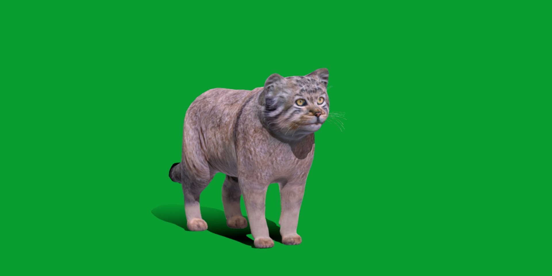 Pallas Manul Cat model https://p.turbosquid.com/ts-thumb/sc/Ypj83i/Dw/manul_pallas_cat_breed2/png/1733642571/1920x1080/fit_q87/1c9b7c89a346c3fd4dd9cfa3da6a9e0400520739/manul_pallas_cat_breed2.jpg