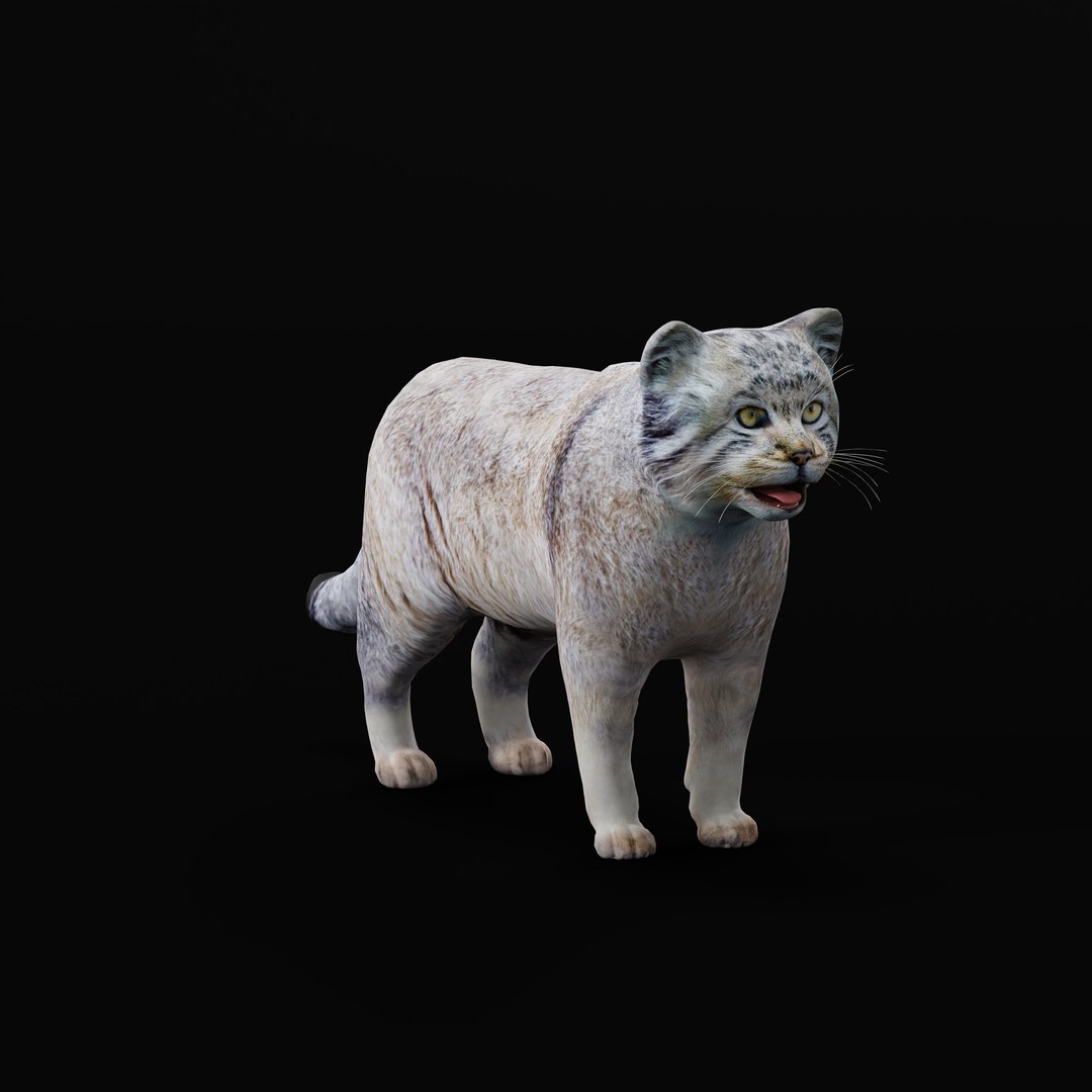 Pallas Manul Cat model https://p.turbosquid.com/ts-thumb/sc/Ypj83i/SO/pallas_manul_cat_rig_ao/jpg/1733642590/1920x1080/fit_q87/a0bb02221cd2b53c073819996d6753db7681cc69/pallas_manul_cat_rig_ao.jpg