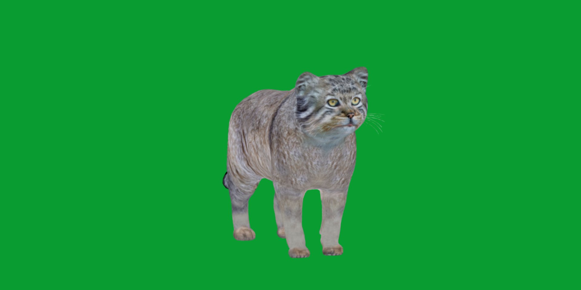 Pallas Manul Cat model https://p.turbosquid.com/ts-thumb/sc/Ypj83i/tm/manul_pallas_cat_breed8/png/1733642575/1920x1080/fit_q87/ea75144c8a41548bb5edf86b91d428a66b1deafc/manul_pallas_cat_breed8.jpg