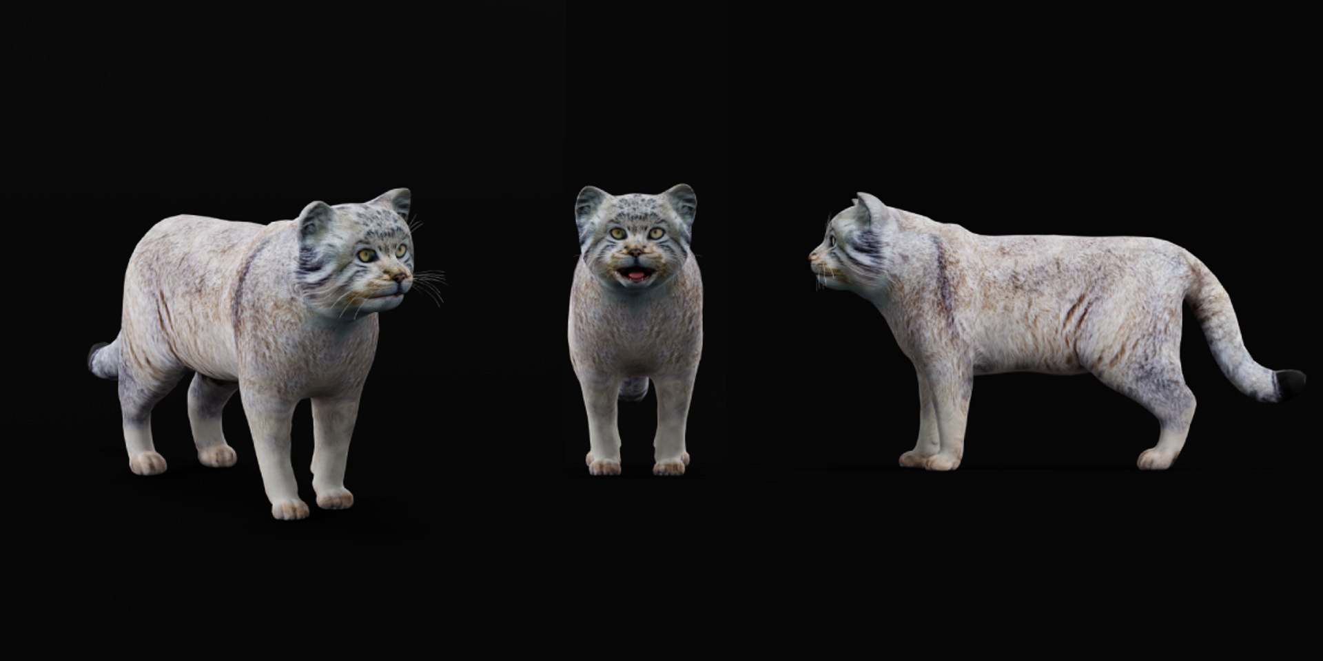 Pallas Manul Cat model https://p.turbosquid.com/ts-thumb/sc/Ypj83i/wy/manul_pallas_cat_breed7/png/1733642575/1920x1080/fit_q87/f1975bffdfcb5e6e7ad4bfe68f720c4bf31eb01e/manul_pallas_cat_breed7.jpg