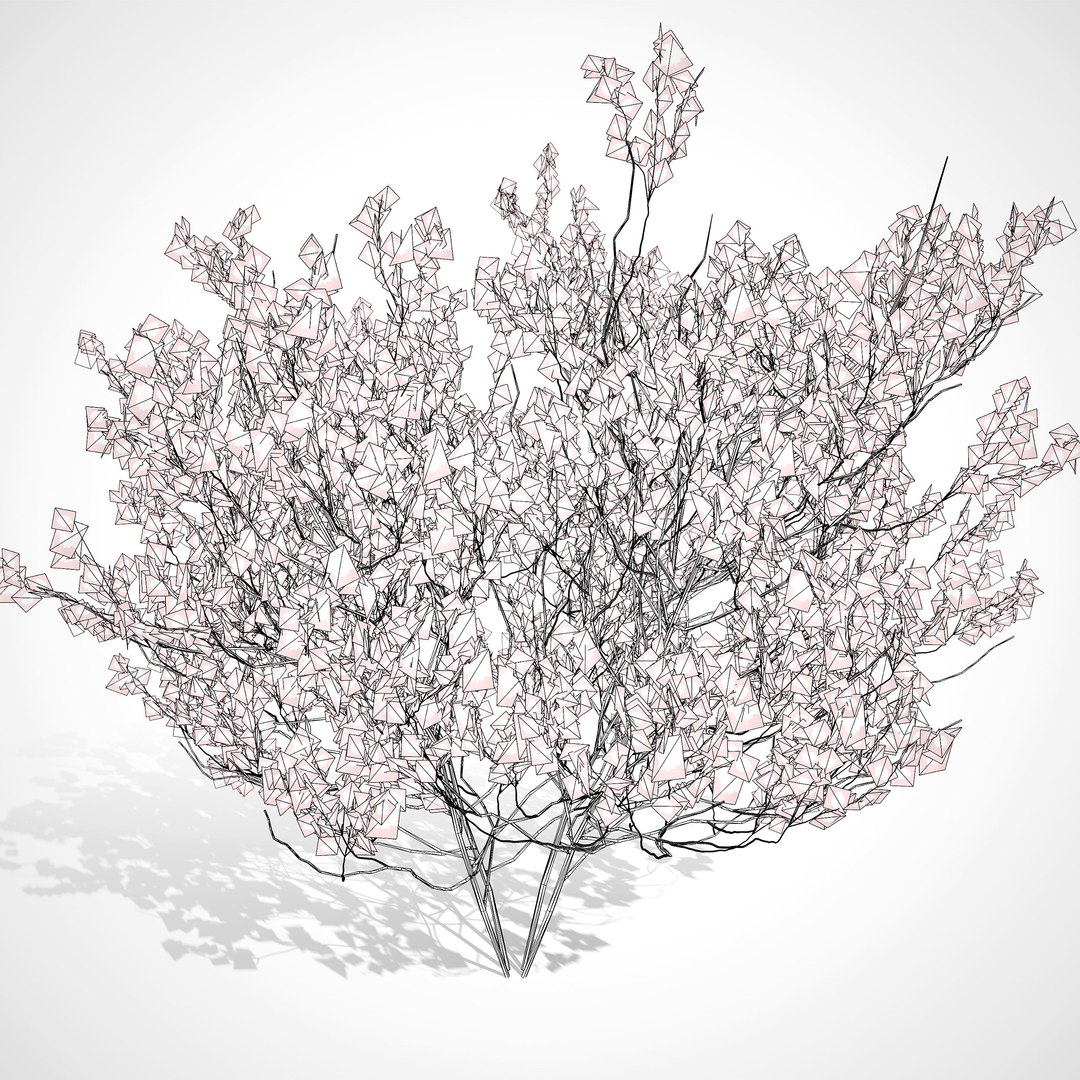 Chokecherry 3 season colors 3d model 3D model https://p.turbosquid.com/ts-thumb/sc/ej2imS/85/aronia_melanocarpa_flower2wire/jpg/1702079091/1920x1080/fit_q87/3c4d2a05bd15913977ad7af9bcc55cf0d19c653b/aronia_melanocarpa_flower2wire.jpg