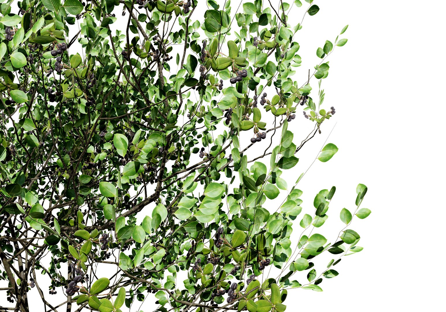Chokecherry 3 season colors 3d model 3D model https://p.turbosquid.com/ts-thumb/sc/ej2imS/Rg/aronia_melanocarpa_fruits09/jpg/1702079097/1920x1080/fit_q87/bdc272c13577491974339c1fb677e21b992ce275/aronia_melanocarpa_fruits09.jpg