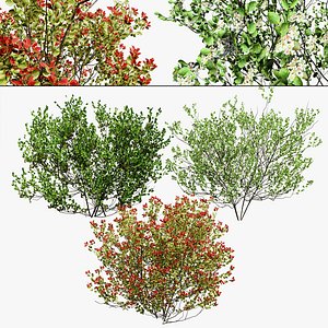 Chokecherry 3 season colors 3d model 3D model