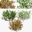 Chokecherry 3 colores de temporada modelo 3d