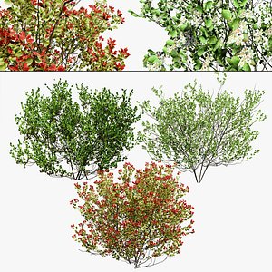 Chokecherry 3 season colors