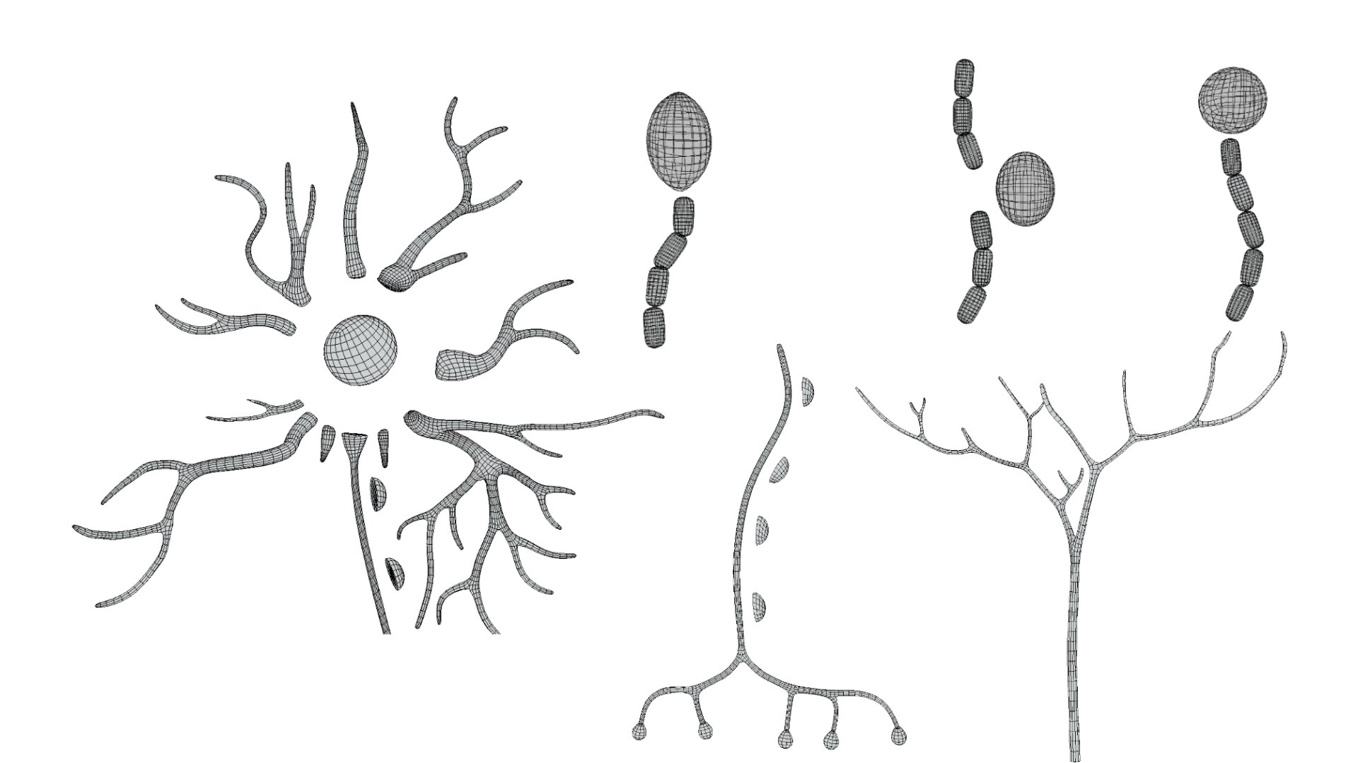 Types Of Neurons 3D Model TurboSquid 2139339