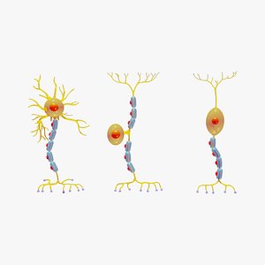 Types of Neurons