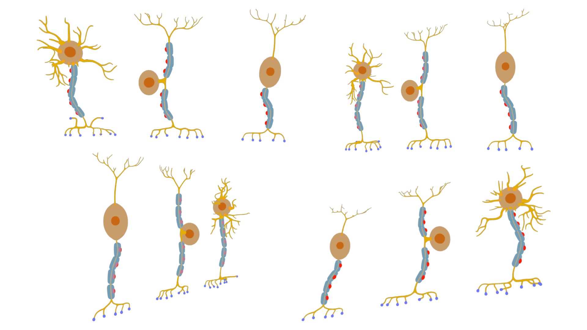 Types Of Neurons 3D Model TurboSquid 2139339