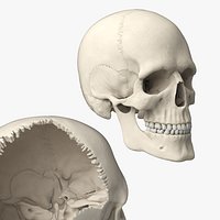 Disassemblable Human Skull