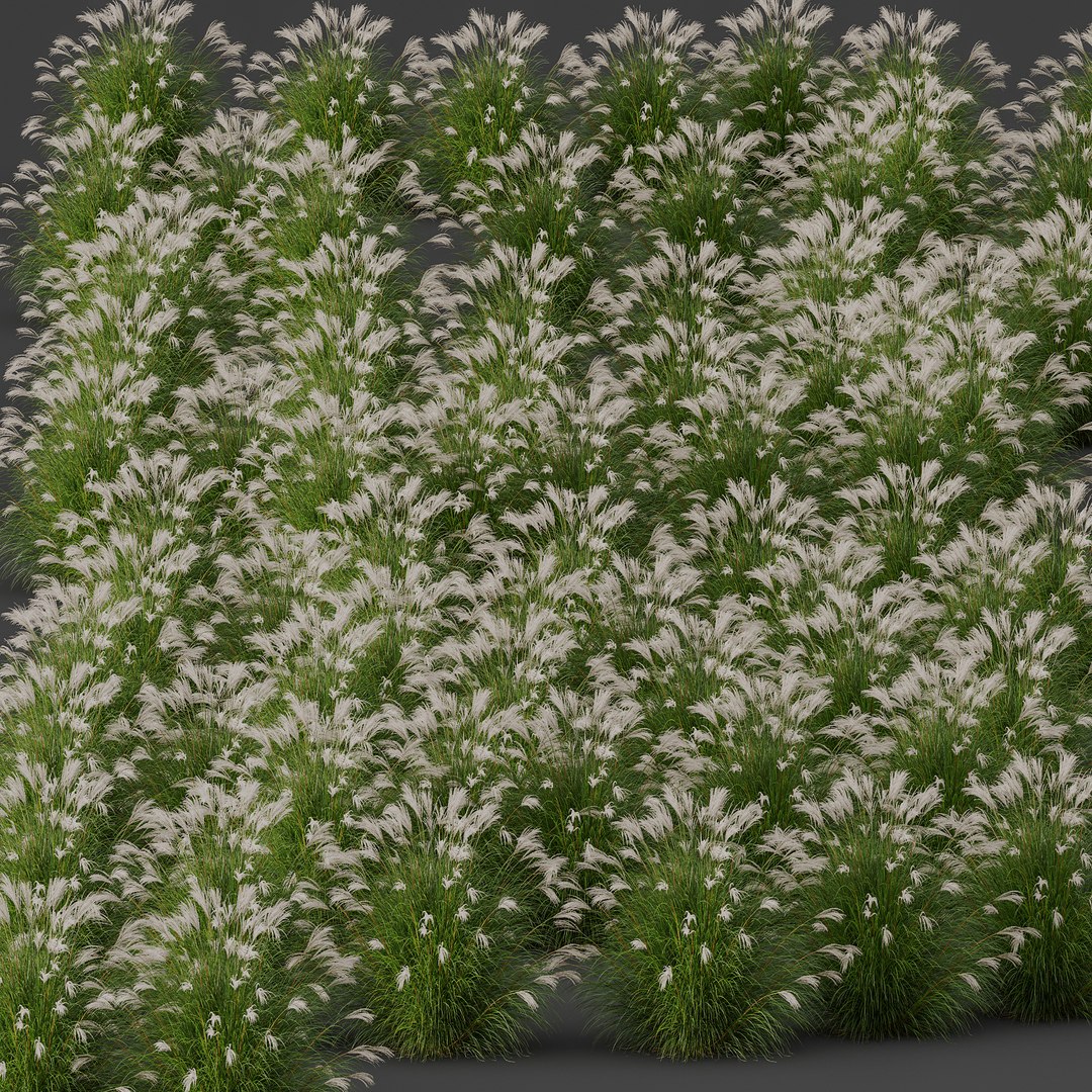 6 Different SETS of Grass SET VOL04 3D model https://p.turbosquid.com/ts-thumb/sc/nGgukN/L0/z03/jpg/1694978125/1920x1080/fit_q87/dc34016d2fd10cfc2332bebbfeecdad14c916924/z03.jpg