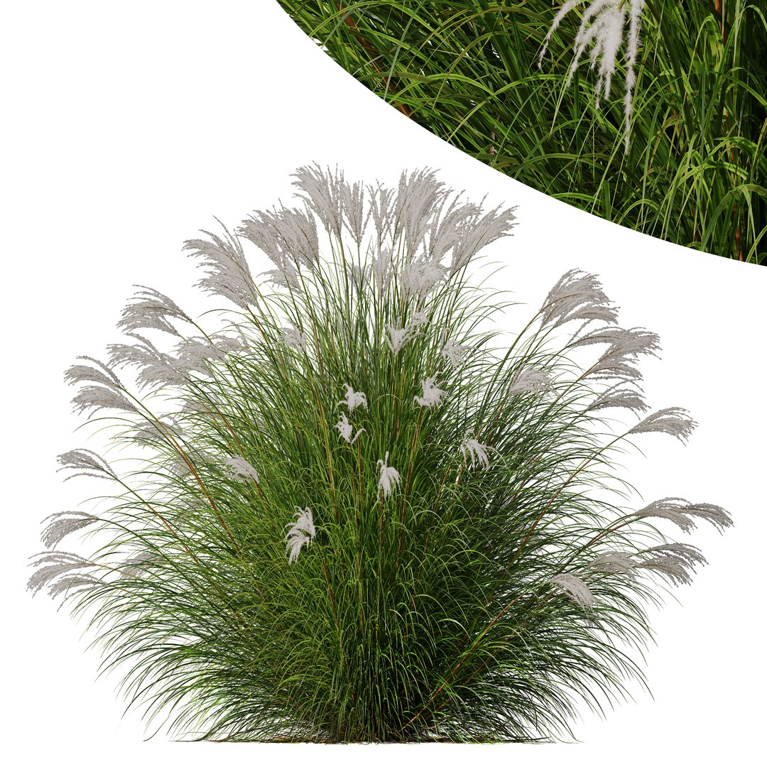 6 Different SETS of Grass SET VOL04 3D model https://p.turbosquid.com/ts-thumb/sc/nGgukN/UN/z006/jpg/1694978117/1920x1080/fit_q87/1166b22bfa398ea87add3dc3216723a4d3ea6940/z006.jpg