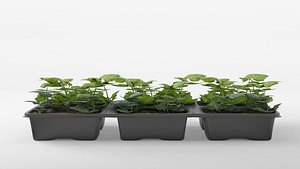 English Ivy 3D Model 3D model