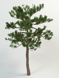 pine pinus 3d max