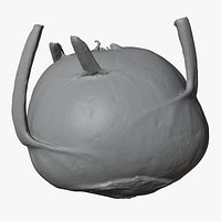 Kohlrabi German Turnip 01 - For 3D Print