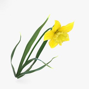daffodil flowers plant model