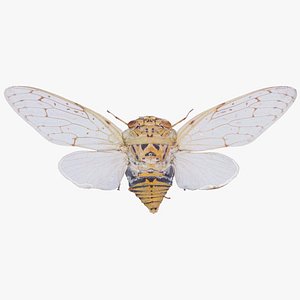 3D Platyloma Radah India Remastered model