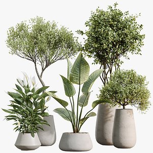 AV Indoor Plants Set 603 Chemlali Olive and Peace Lily and Olive Eucalyptus and Bird Of Paradise 3D model