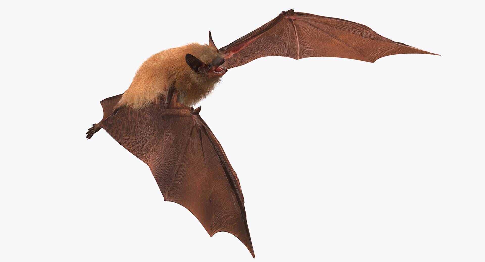 Bat with Fur Rigged 3D model preview