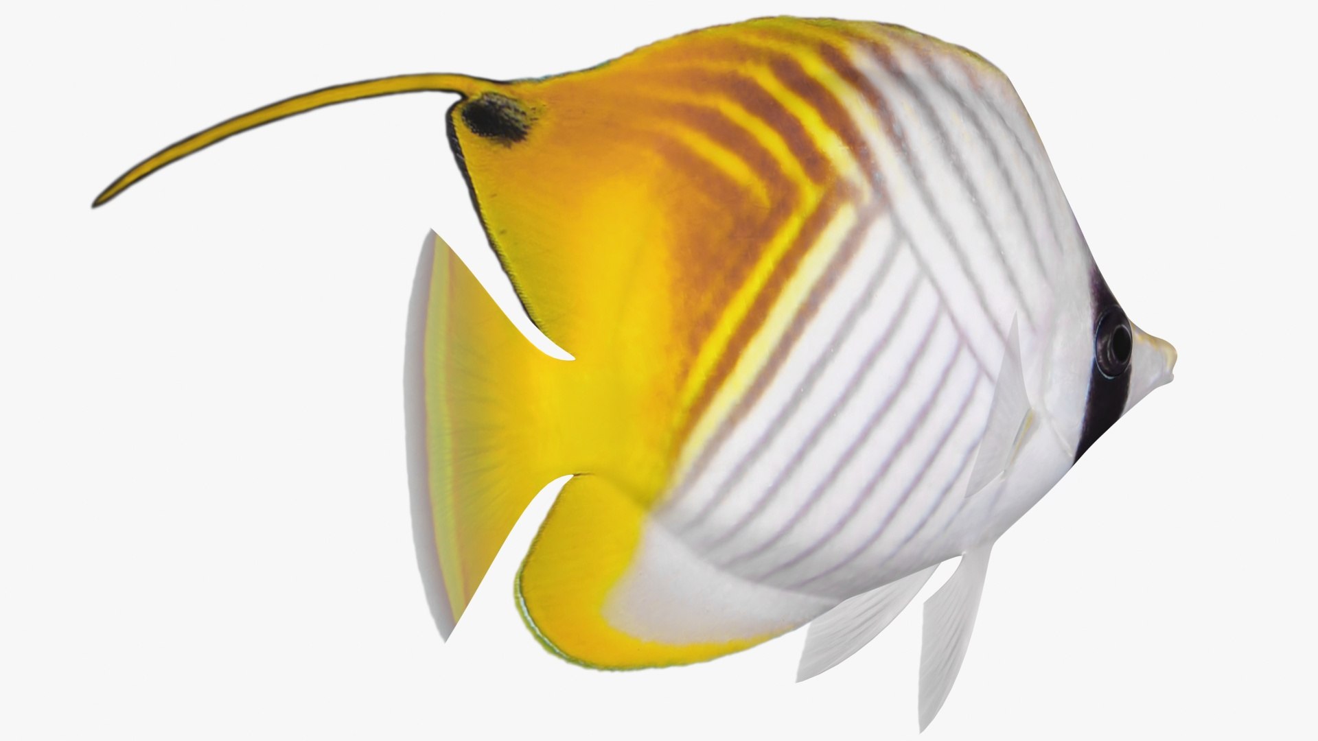 3D model threadfin butterflyfish rigged https://p.turbosquid.com/ts-thumb/sd/Irqmrv/25BknwXX/7/jpg/1583552675/1920x1080/fit_q87/78d6c640900872e8c72f37736bc117605f5a1841/7.jpg
