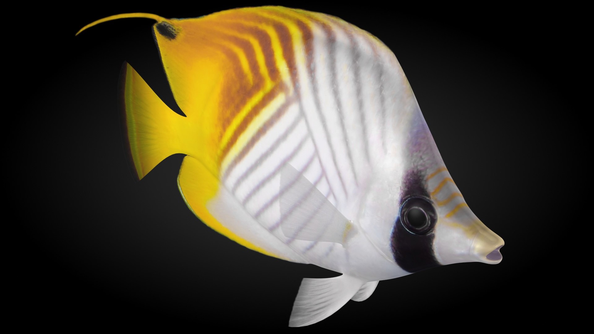 3D model threadfin butterflyfish rigged https://p.turbosquid.com/ts-thumb/sd/Irqmrv/AaAgtRfC/3/jpg/1583552674/1920x1080/fit_q87/9766f271497de3b9c2d7435dc93f635224408d4c/3.jpg