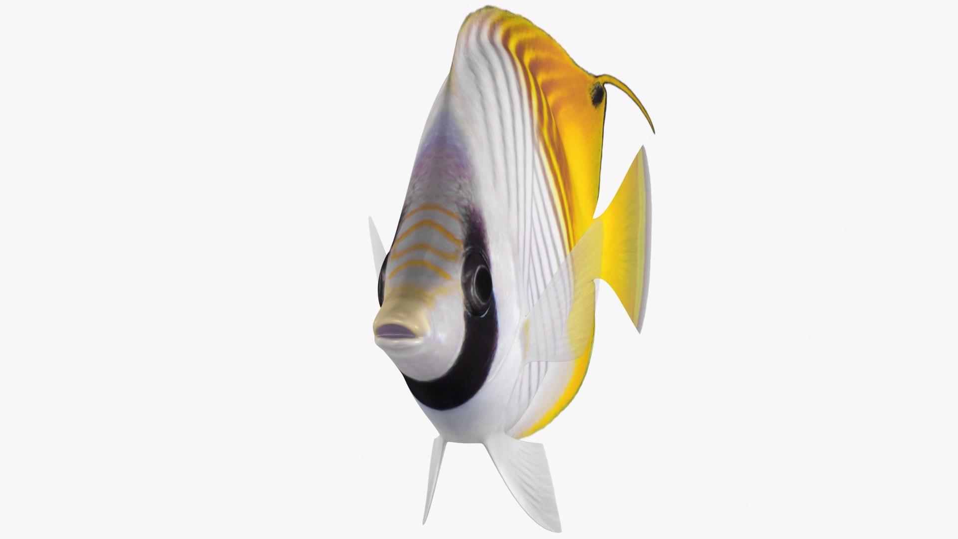 3D model threadfin butterflyfish rigged https://p.turbosquid.com/ts-thumb/sd/Irqmrv/V9zlyQx9/2/jpg/1583552674/1920x1080/fit_q87/afb94e5eada6704c62eaf4607e685364126d7b35/2.jpg
