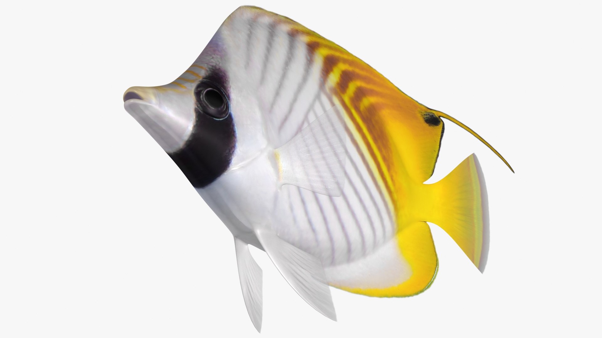 3D model threadfin butterflyfish rigged https://p.turbosquid.com/ts-thumb/sd/Irqmrv/gP1muajH/5/jpg/1583552675/1920x1080/fit_q87/2fe963b65115321312d26db3bdb2c94547dac912/5.jpg