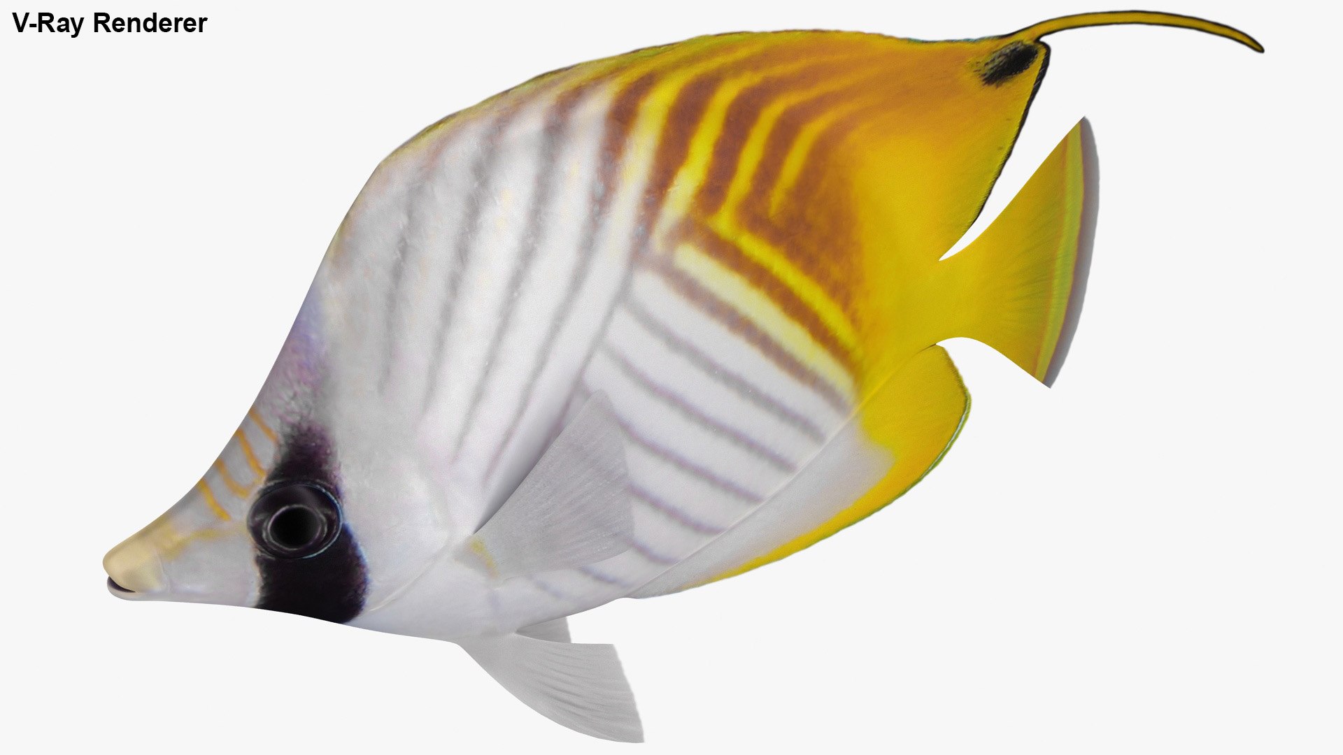 3D model threadfin butterflyfish rigged https://p.turbosquid.com/ts-thumb/sd/Irqmrv/lOIgqMSs/2/jpg/1583554723/1920x1080/fit_q87/f5777a1070278dcb9340c3d7010ef77781267998/2.jpg