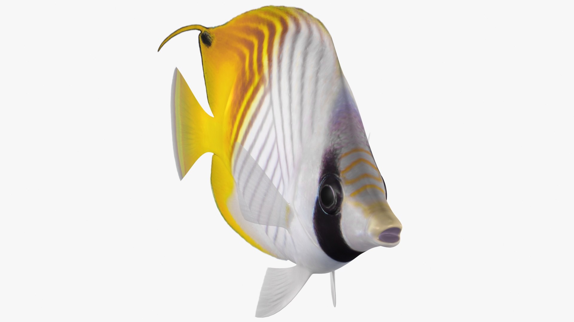 3D model threadfin butterflyfish rigged https://p.turbosquid.com/ts-thumb/sd/Irqmrv/t7gdcP8H/6/jpg/1583552675/1920x1080/fit_q87/5e5e298a102bf135995a0f05491994bec2267f79/6.jpg