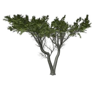 Monterey Cypress Tree - 02 -